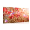Slika mak prekrit s soncem - 30x20