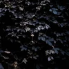 Michael Vallera - Vivid Flu (Limited Edition) (LP)