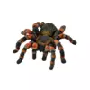 Vogelspinne