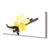 tulup.si Slika na platnu Vanilla rastlin narava 120x60 cm