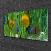 tulup.si Slika na steklu Ribe, alg narava 125x50 cm 2 obešalnika