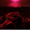 The Paper Kites - Roses (CD) (Samo odprto)