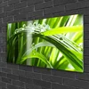 tulup.si Slika na akrilnem steklu Rastlin trava dew drops 120x60 cm 2 obešalnika