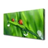 tulup.si Slika na platnu Pikapolonica grass drops 125x50 cm