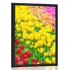 Plakat vrt poln tulipanov - 30x45 silver