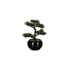 Biljka u saksiji Bonsai 26cm