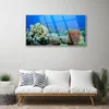 tulup.si Slika na steklu Barrier reef narava 100x50 cm 2 obešalnika
