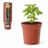 Garden Line SET 20 CVETNIH POKROVOV PP 7,2 x 6,8 CM *3340