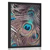 Plakat pavje pero - 30x45 no frame