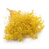 shumee Stabilizirana gipsofila - (gipsofila) - kraljevski šopek - rumena