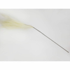 Rayher. Pampasova trava krem 75cm