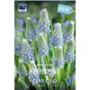 Čebulice Hrušica Peppermint, 20 kosov