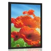 Plakat mak na travniku - 30x45 no frame