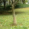Rola jute 0,25x10 m 100 % juta 200 g/m2