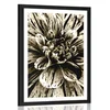 Plakat s paspartujem eksotična dalija v sepia varianti - 30x45 black