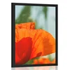Plakat rdeči mak - 40x60 black