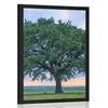 Plakat samotno drevo - 20x30 no frame