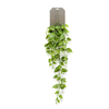 Umetna plezalka Filodendron 90 cm - 76 do 100 cm
