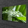 tulup.si Slika na akrilnem steklu Rastlin trava dew drops 100x50 cm 2 obešalnika