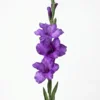 Umetna Gladijola 86 cm modro-vijoličasta - 76 do 100 cm