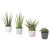 SANSEVIERIA Lončnica s cvetličnim loncem, bajonetka različne barve, 6 cm