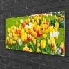 tulup.si Slika na steklu Tulipani rože narava 120x60 cm 4 obešalnika