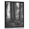 Plakat gozd obsijan s soncem v črnobeli varianti - 20x30 black