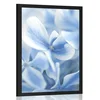 Plakat modro beli cvetovi hortenzije - 30x45 silver