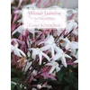 SCHOCKER:WINTER JASMINE FOR FLUTE AND PIANO