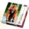 Trefl Puzzle 1000 delova Nature Edition Orangutan