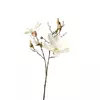 MAGNOLIJA