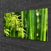 tulup.si Slika na steklu Bamboo listi rastlin 120x60 cm 4 obešalnika