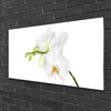 tulup.si Slika na steklu Orhideje narava 120x60 cm 2 obešalnika