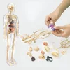 3D model za učenje anatomije človeškega telesa | FLESHTOPIA