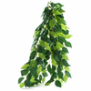 Ficus silk medium - rastlina za terarij, 55cm