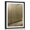 Plakat s paspartujem sephia steza v gozd - 20x30 silver