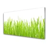 tulup.si Slika na steklu Grass nature rastlin 100x50 cm 4 obešalnika