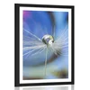 Plakat s paspartujem kapljica rose na barvnem ozadju - 20x30 white