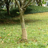 Rola jute 0,25x25 m 100 % juta 200 g/m2