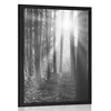 Plakat sončni vzhod v gozdu v črnobeli varianti - 20x30 no frame