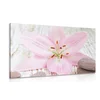 Slika rožnata lilija in Zen kamni - 40x30