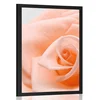 Plakat vrtnica v odtenku breskve - 20x30 no frame