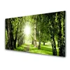 tulup.si Slika na akrilnem steklu Sun forest narava pot 120x60 cm 2 obešalnika