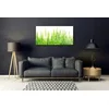 tulup.si Slika na steklu Grass nature rastlin 100x50 cm 2 obešalnika