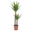 YUCCA ELEPHANTIPES Lončnica, velika juka/2-stebelna, 24 cm