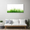 tulup.si Slika na steklu Grass nature rastlin 120x60 cm 2 obešalnika