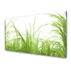 tulup.si Slika na steklu Grass nature rastlin 100x50 cm 4 obešalnika
