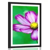 Plakat s paspartujem vrtni cvet kozmeje - 30x45 black