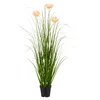 Ukrasni Žbun Trave U Saksiji Blossom
