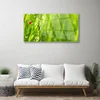 tulup.si Slika na akrilnem steklu Grass pikapolonica narava 100x50 cm 2 obešalnika